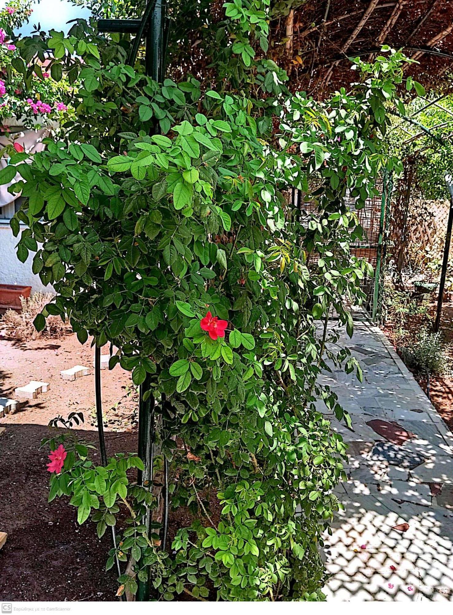 Εξοχικό Maria Villa Ambelakia Buitenkant foto